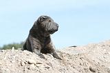 SHAR-PEI 238